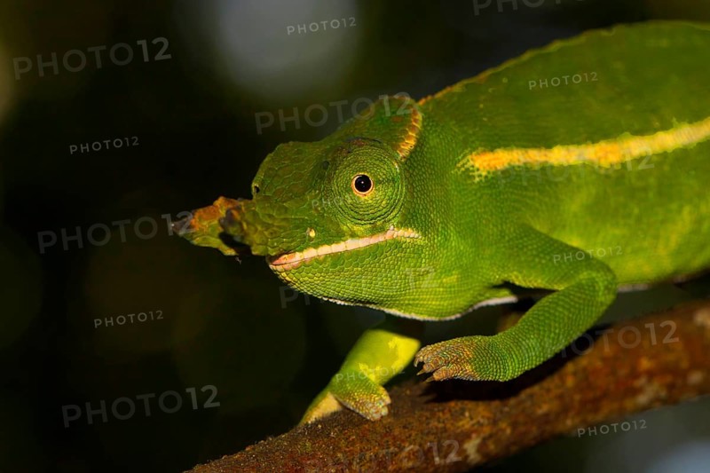 Male petter's chameleon
