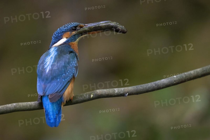 Common kingfisher