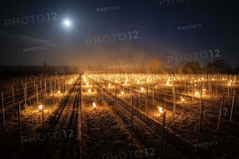 Fires loom on the vineyard of Wackerbarth Castle in Weinboehla