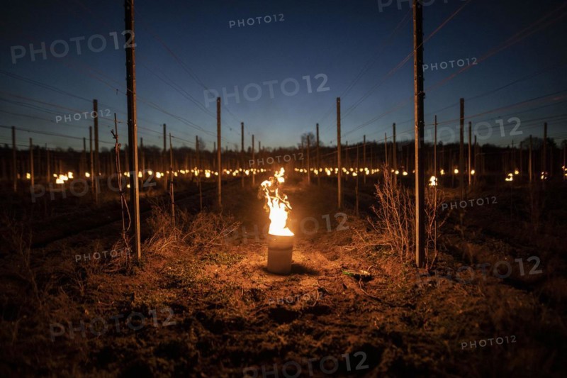 Fires loom on the vineyard of Wackerbarth Castle in Weinboehla