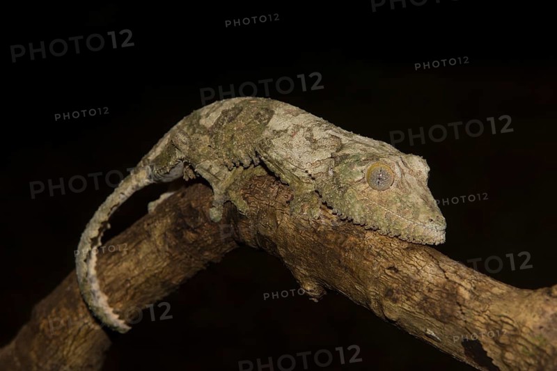 Mossy leaf-tailed gecko
