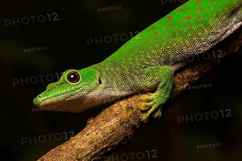 Koch's day gecko