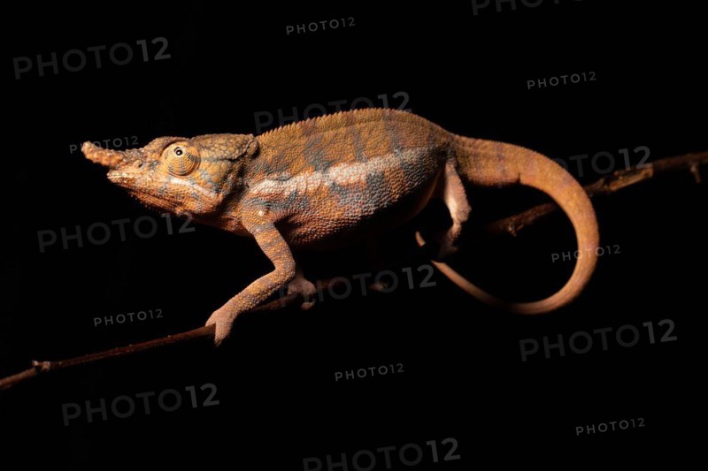 Male Angels chameleon