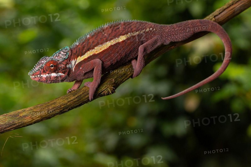 Male panther chameleon