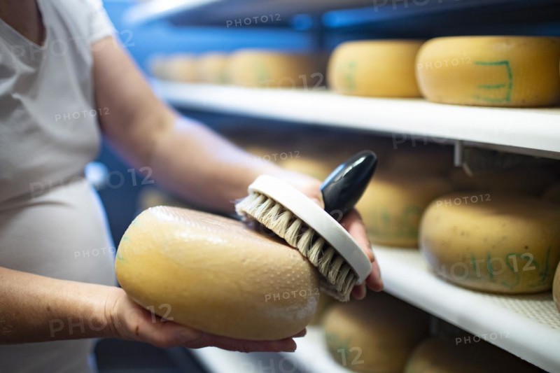 Cheese dairy. Woman cleans a hard cheese with brine