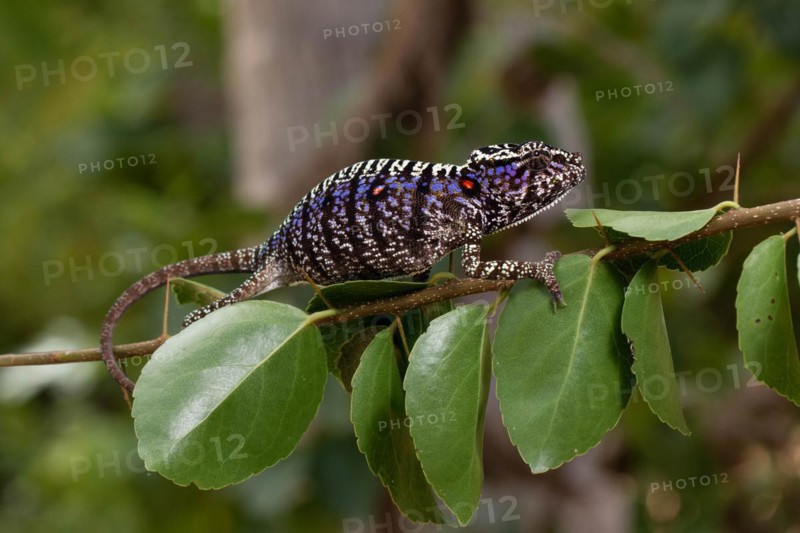 Rediscovered female voeltzkow's chameleon