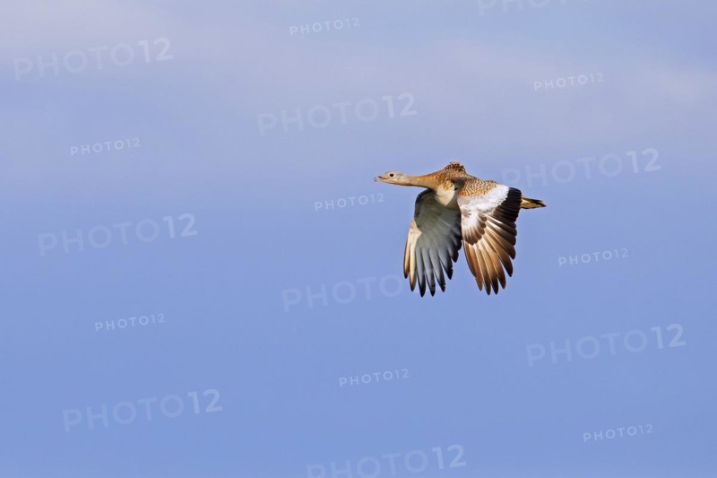 Great bustard