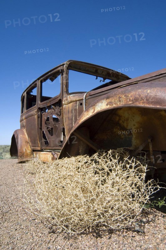 Old rusty car and Prickly Russian Thistle