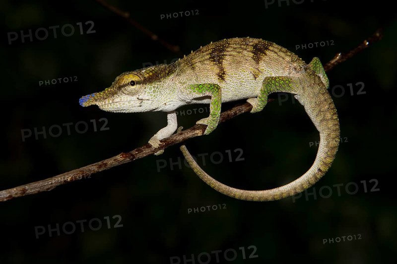 Chameleon