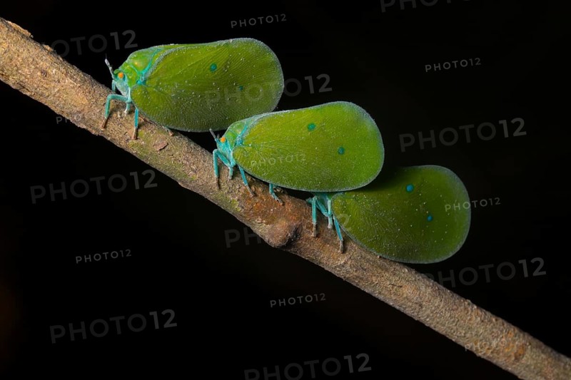 Colourful butterfly cicada