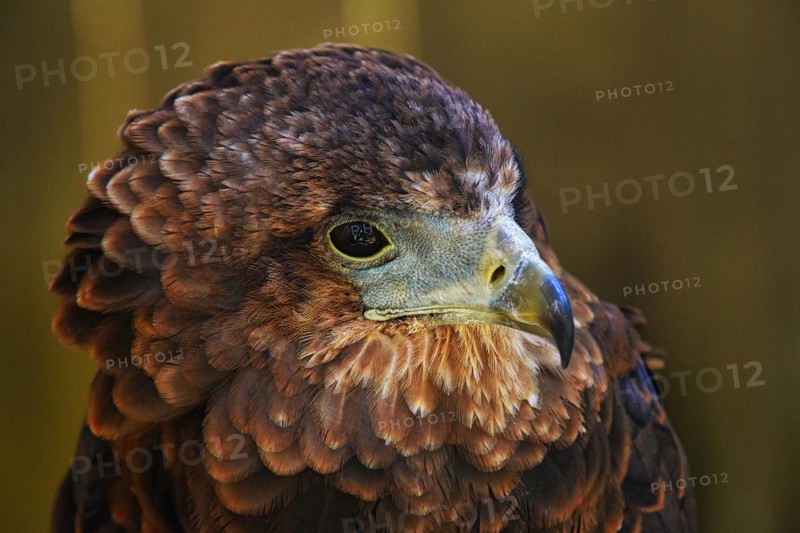 Bateleur