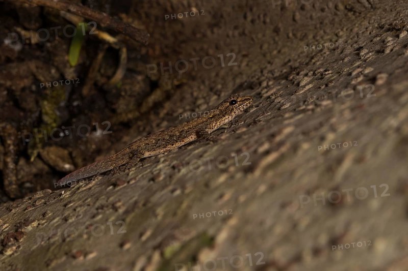 Gecko on tree bark in the dry forest of Ankarafantsika