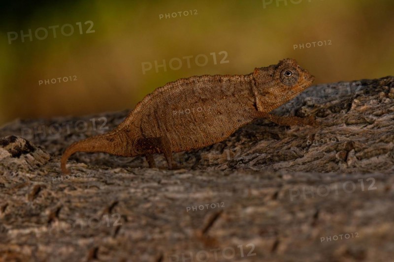 Ankarana ground chameleon