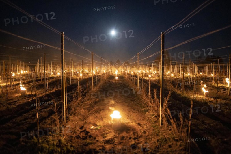 Fires loom on the vineyard of Wackerbarth Castle in Weinboehla