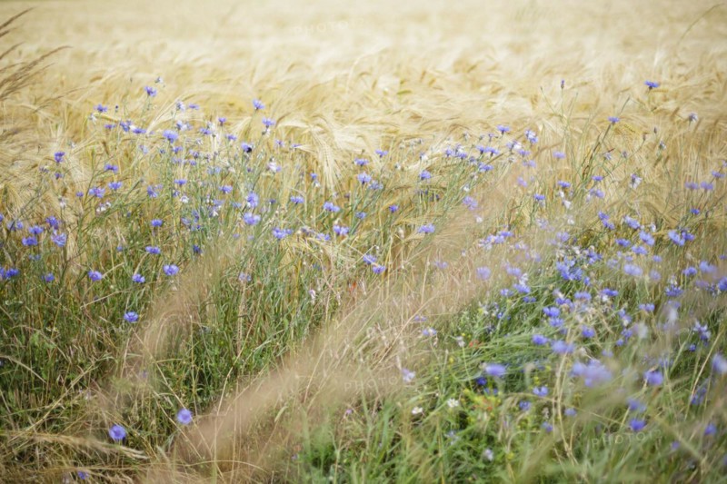 Cornflowers stand at the edge of a barley field on the Ummanz peninsula on the island of Ruegen. Ummanz