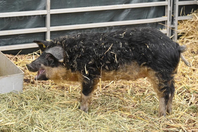 Mangalitsa pig