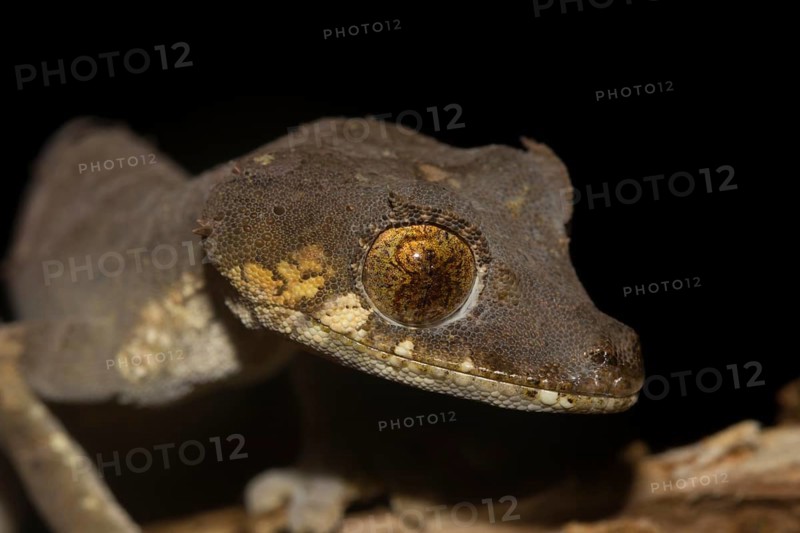 Close-up