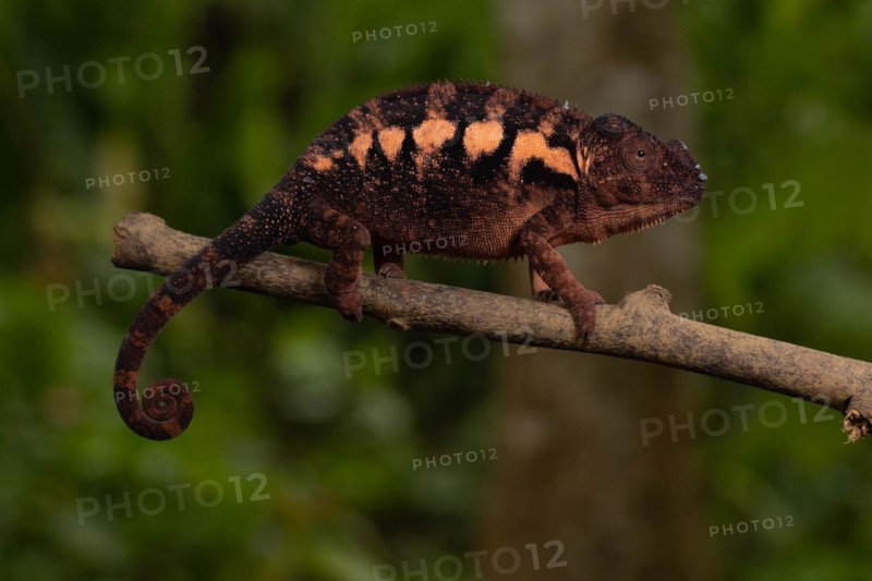 Female panther chameleon