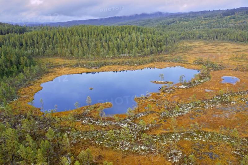 Aerial view over pond in moorland and coniferous forest