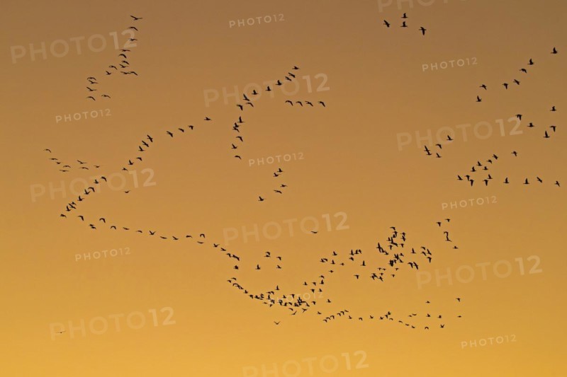 Flock of greater white-fronted geese