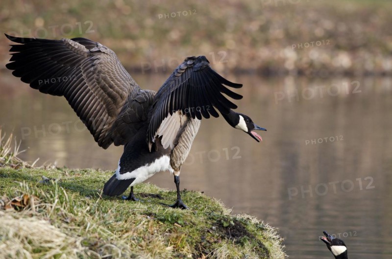 Canada goose