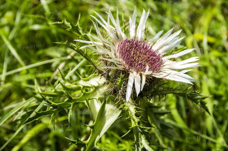 Flowering specimen of a silver thistle