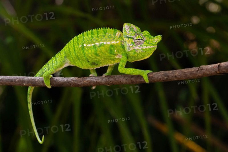 Rediscovered male voeltzkow's chameleon