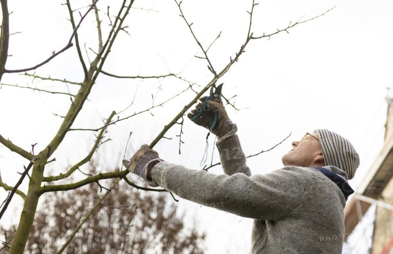Topic: Pruning fruit trees in spring. Here an apple tree