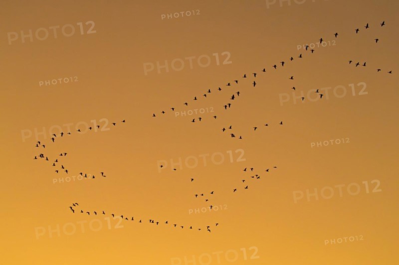Flock of greater white-fronted geese