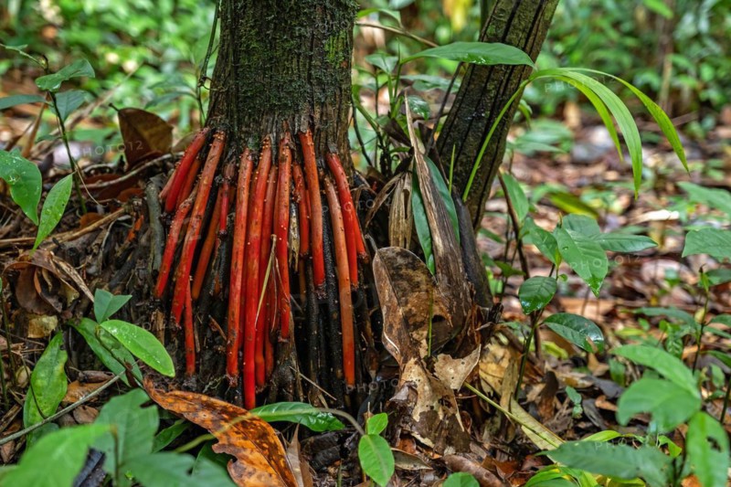 Red aerial roots of the acai palm tree