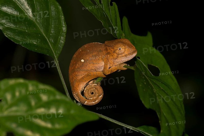 Chameleon