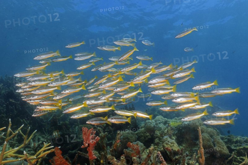 Shoal of two-spot snapper