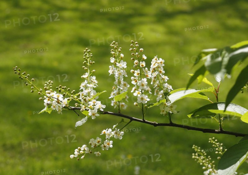 European bird cherry