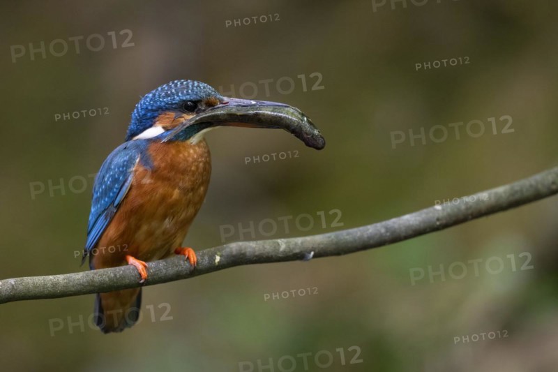 Common kingfisher