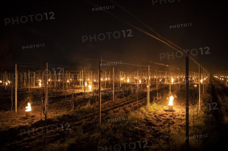 Fires loom on the vineyard of Wackerbarth Castle in Weinboehla