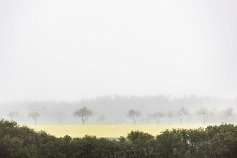 Trees stand out in dreary weather in Vierkirchen