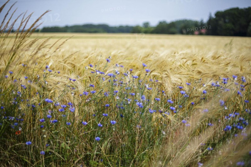 Cornflowers stand at the edge of a barley field on the Ummanz peninsula on the island of Ruegen. Ummanz