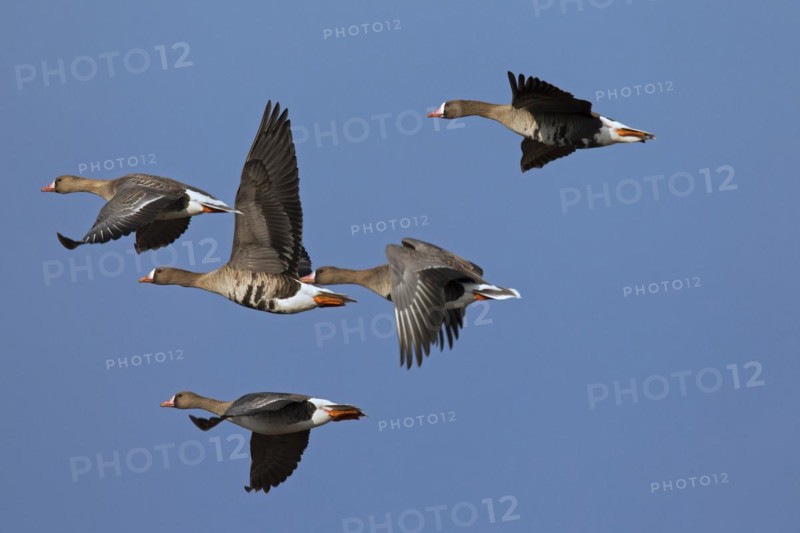 Greater white-fronted geese