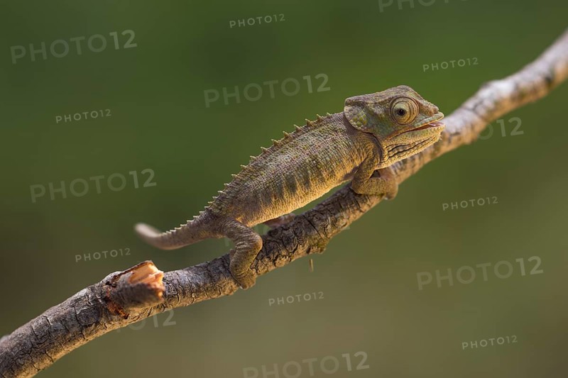 Blue-legged chameleon