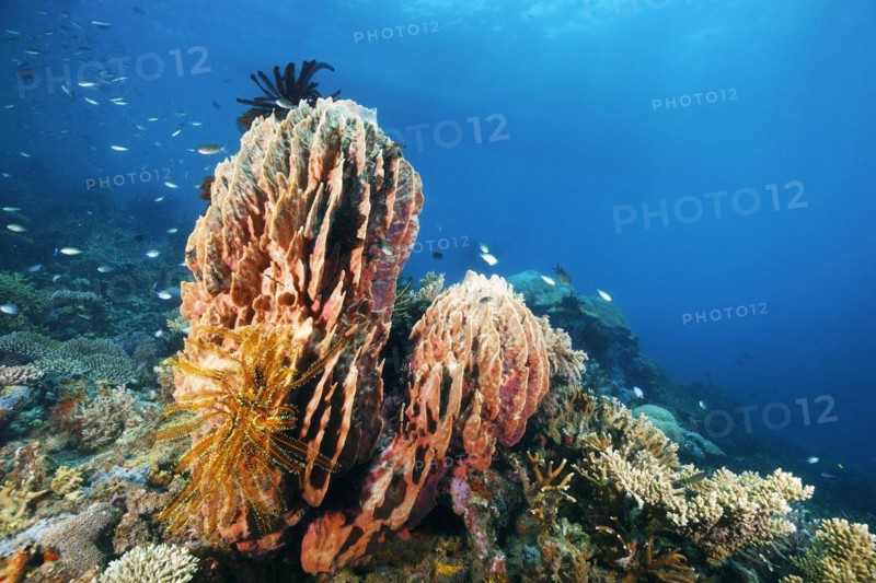 Barrel sponge