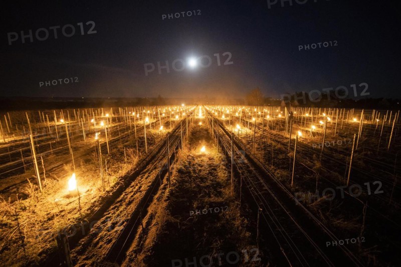 Fires loom on the vineyard of Wackerbarth Castle in Weinboehla