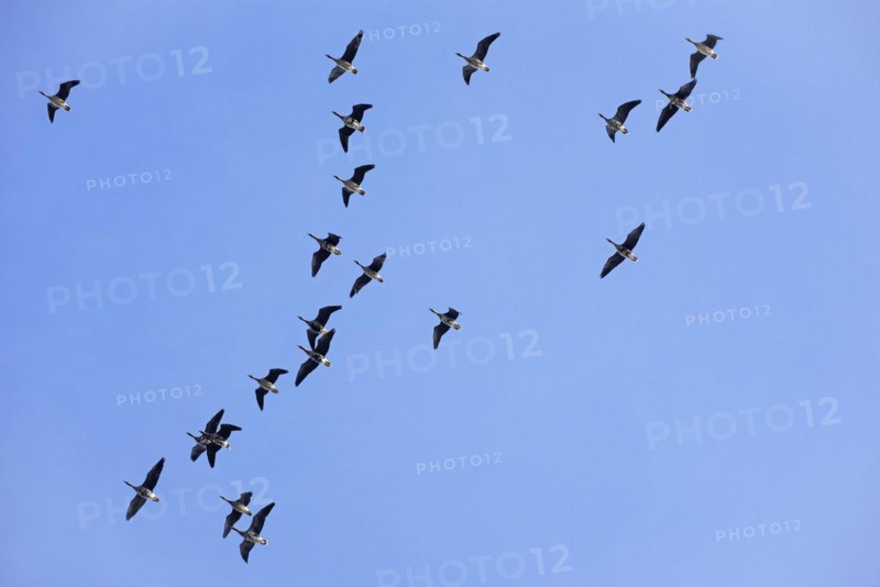 Flock of white-fronted geese