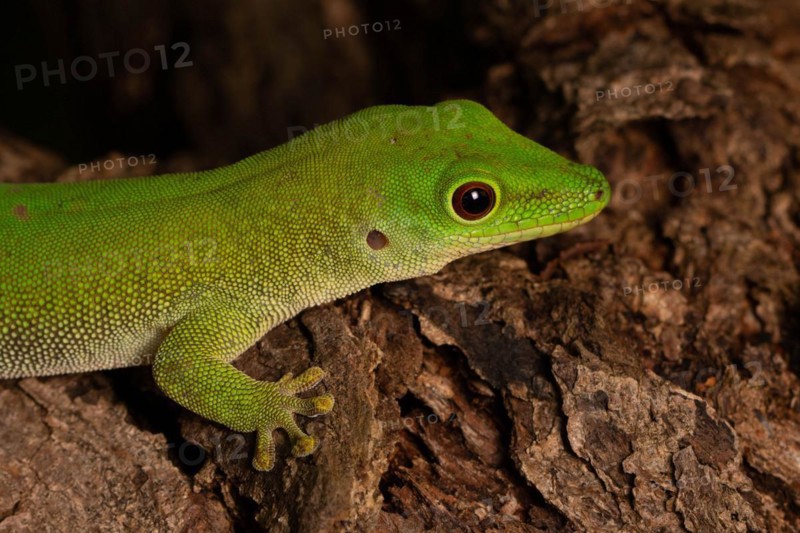 Koch's day gecko