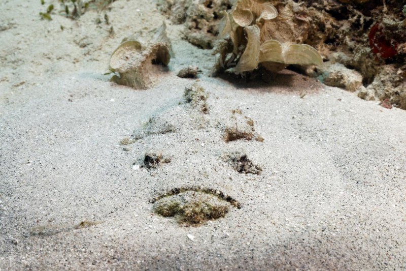 Reef stonefish