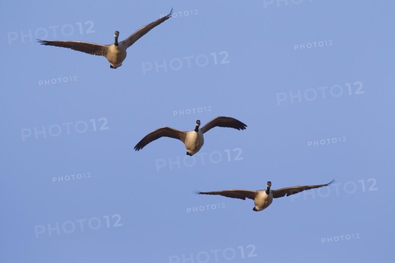 Canada geese