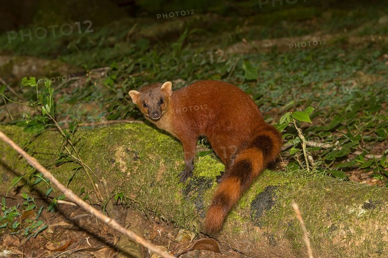 Ring-tailed mongoose