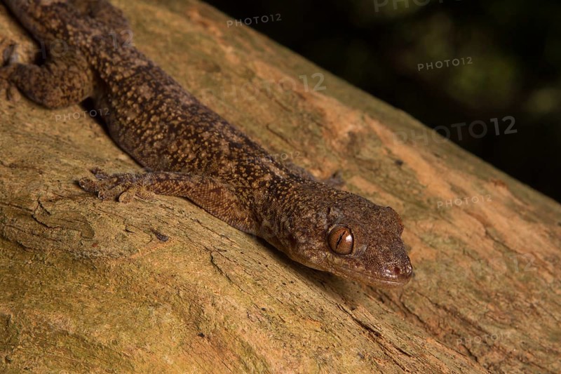 Velvet gecko
