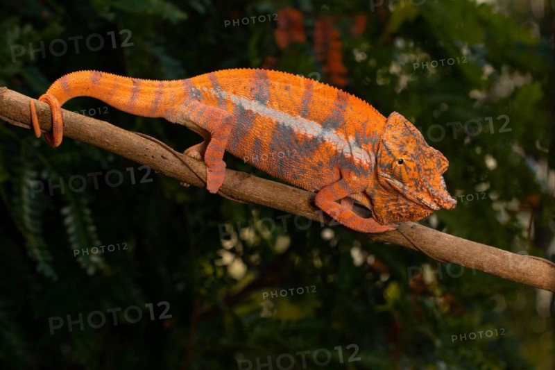 Male Angels chameleon