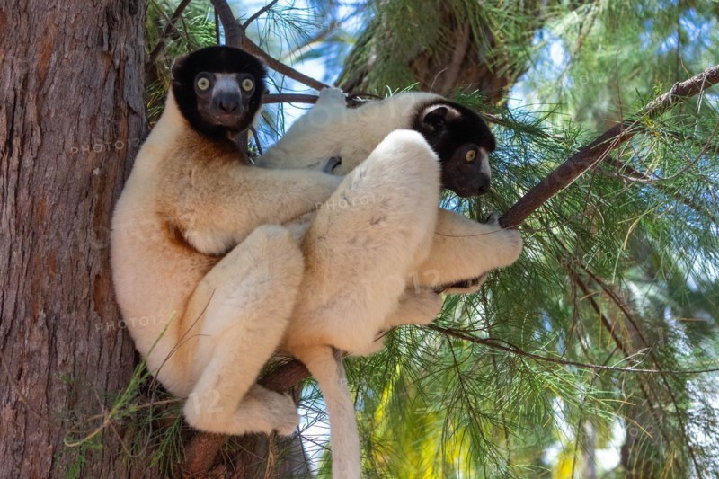 Two crowned sifaka