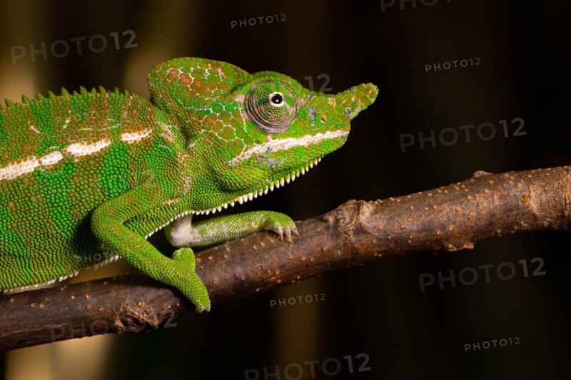 Rediscovered male voeltzkow's chameleon